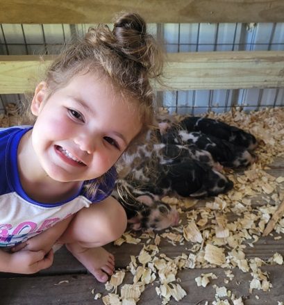 KuneKune Breeder