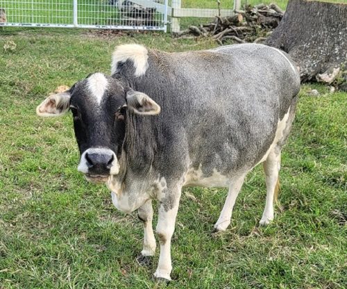 Miniature Zebu