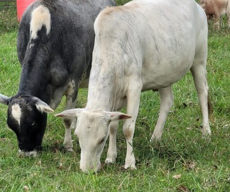 Grazing cattle