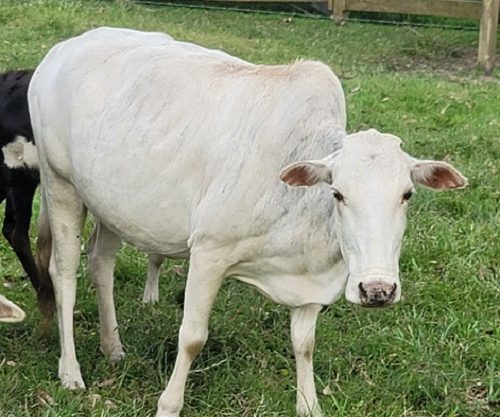 Mini Zebu