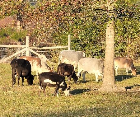 Herd of Zebu