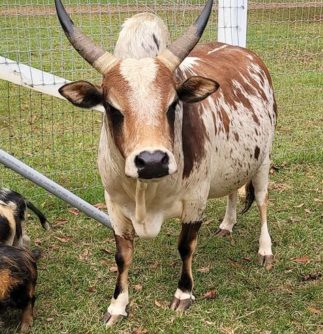 Bear Creek Mini Zebu and KuneKunes