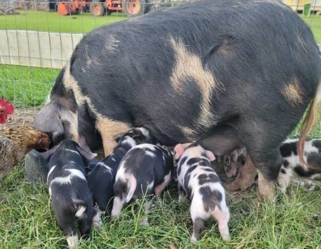 KuneKune piglets