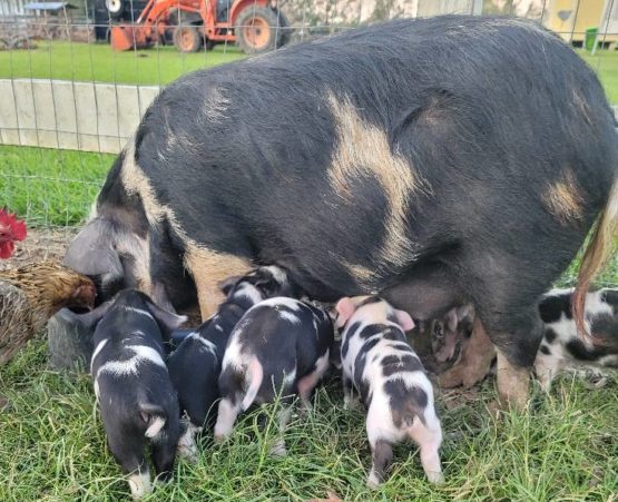 KuneKune piglets