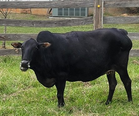 Zebu