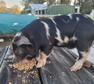 Raising adorable KuneKune piglets