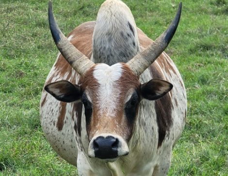 Zebu Bull