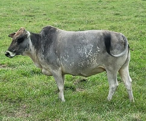 mini cow