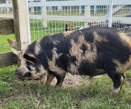 KuneKune Boars