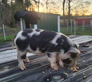 KuneKune Breeders