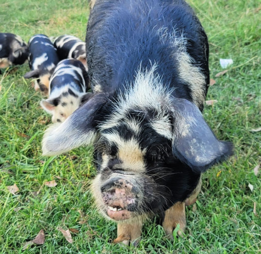 KuneKune