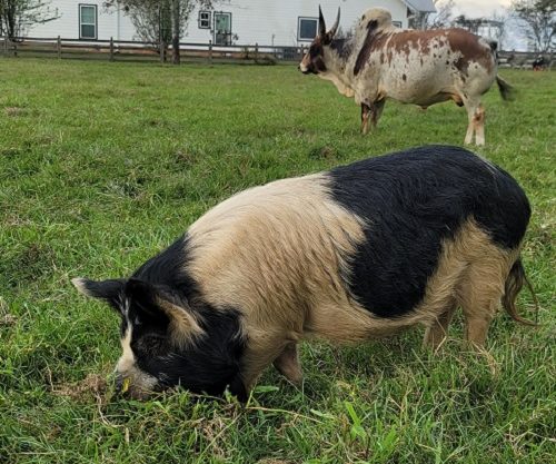 Heritage Pigs