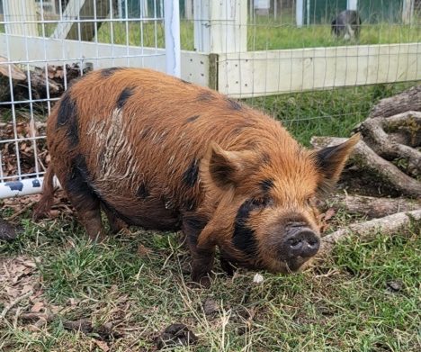 grazing pigs